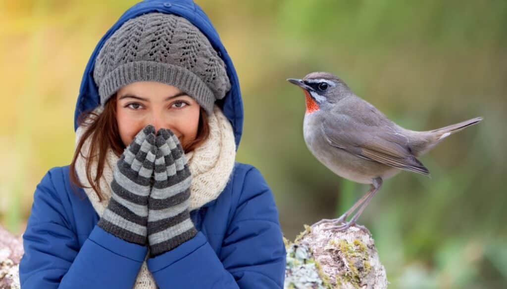 Incredibile scoperta: il tuo giardino potrebbe salvare centinaia di pettirossi quest'inverno