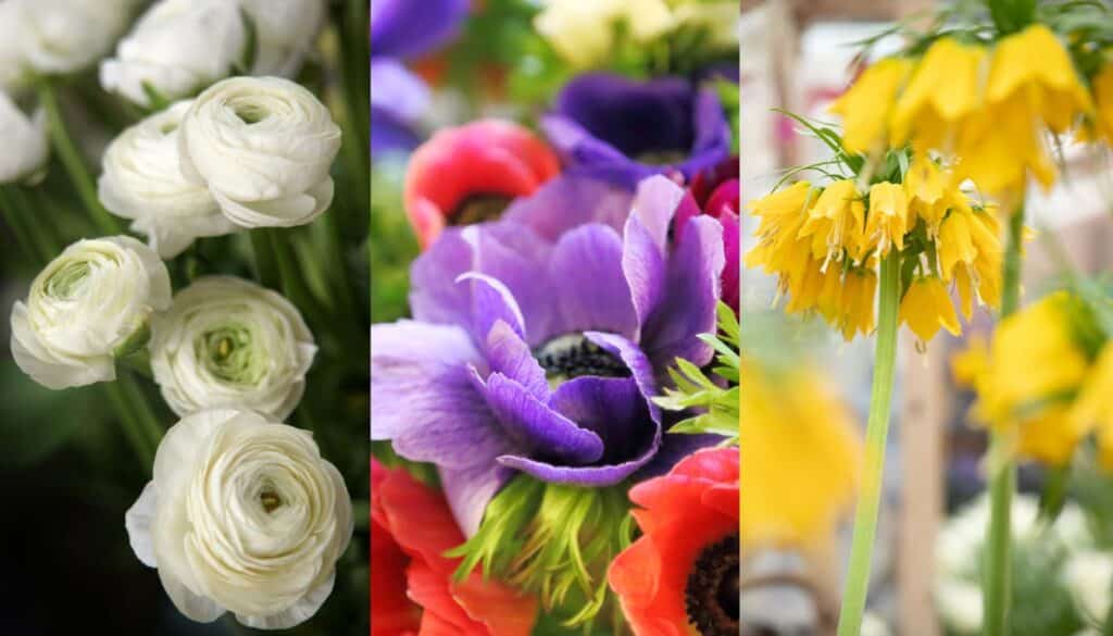 Vuoi un giardino fiorito in primavera? Pianta questi 3 bulbi a febbraio!